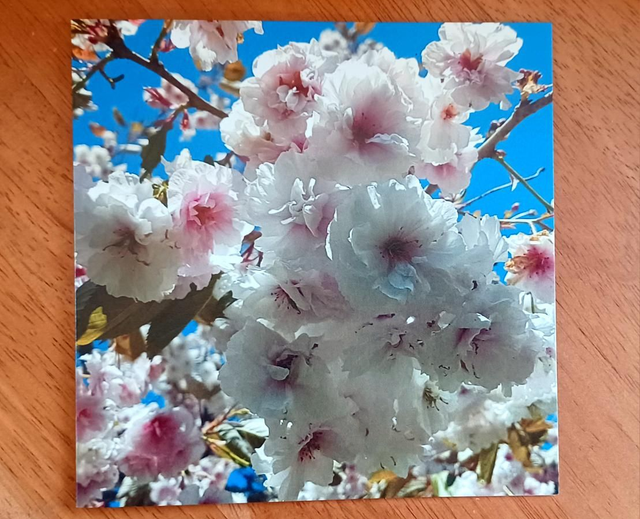 Bramley Apple Blossom