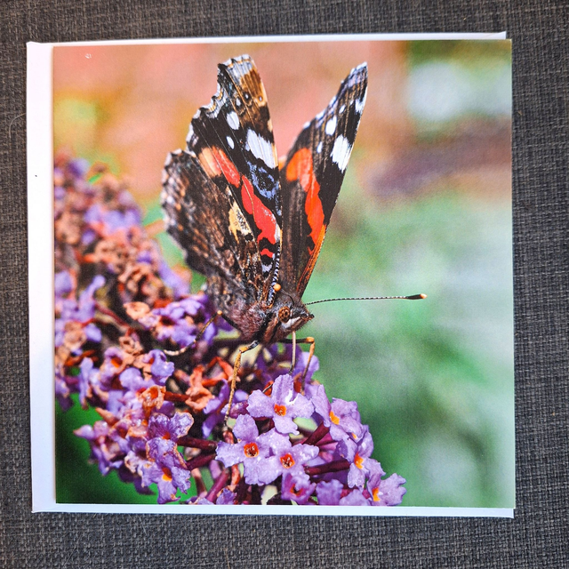 Flower and nature greeting card (with envelope) - red admiral