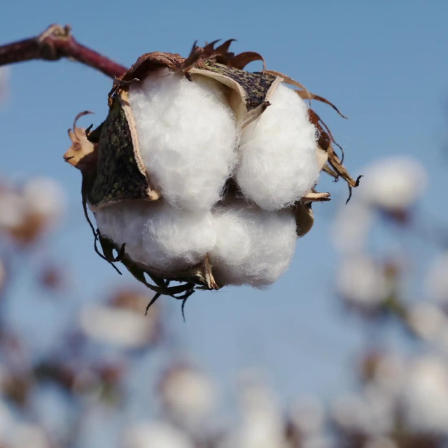 Fleur de Coton 