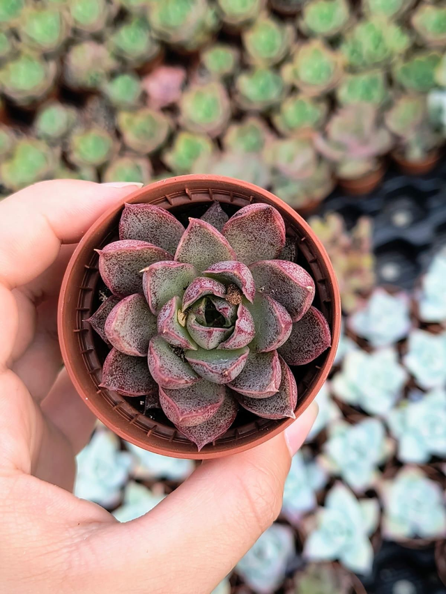 Echeveria Purpurosum