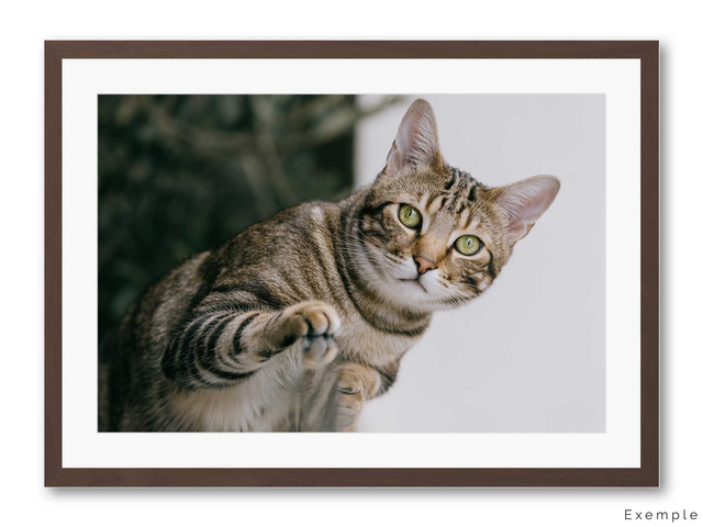 Armstrong le chat familial, notre animal de compagnie