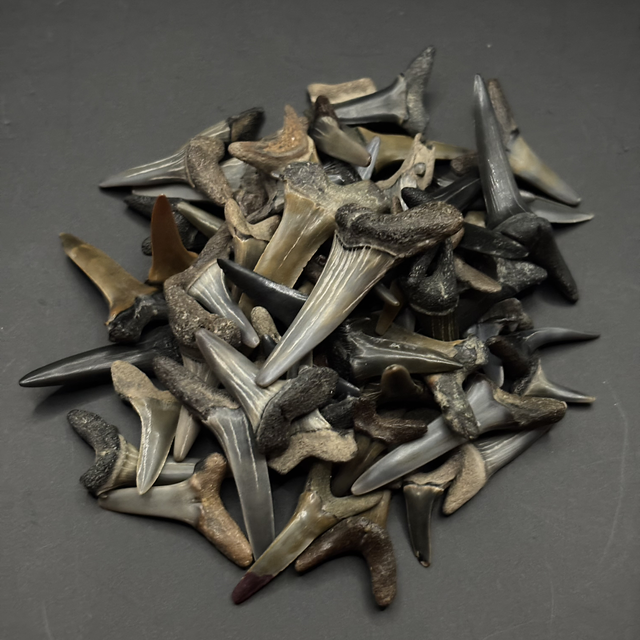 British Sand Tiger Shark Tooth