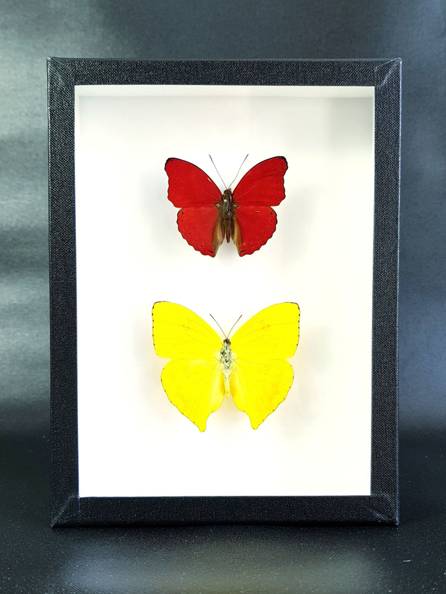 Cymothoe sangaris / Phoebis rurina