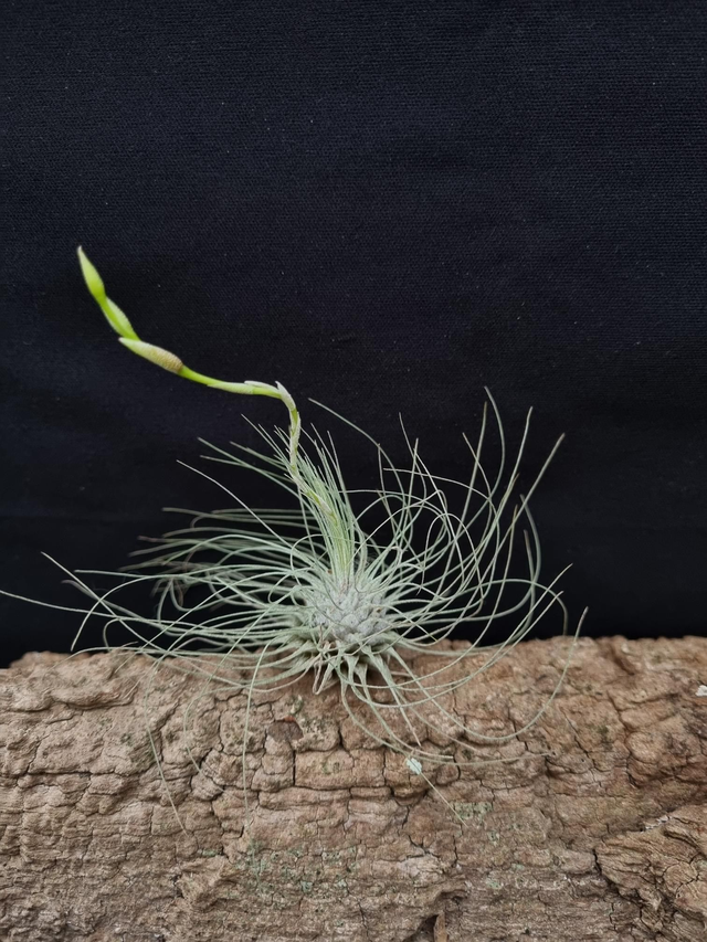 Tillandsia fuchsii Gracilis