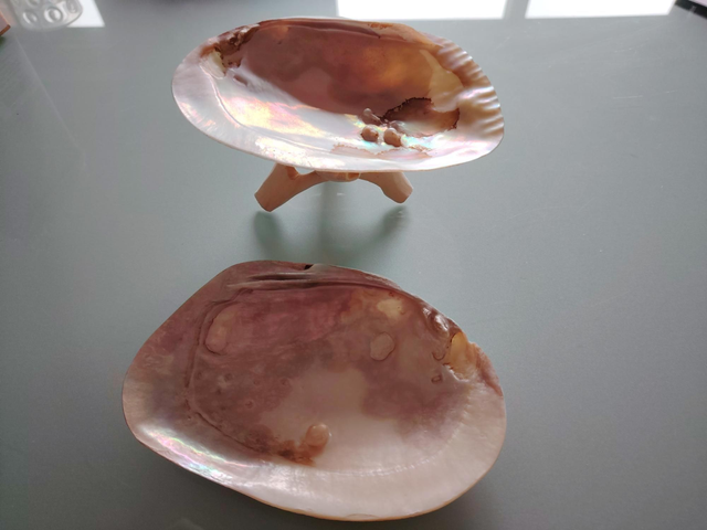 Coquille d'huîtres Gm