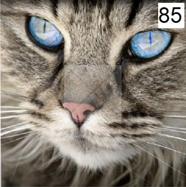 Panneau Chat en Polyester - 40x40cm