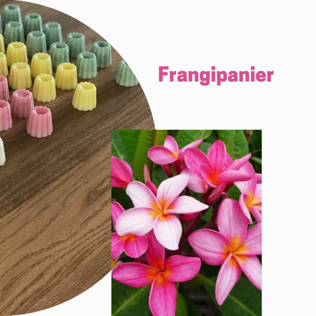 Frangipanier