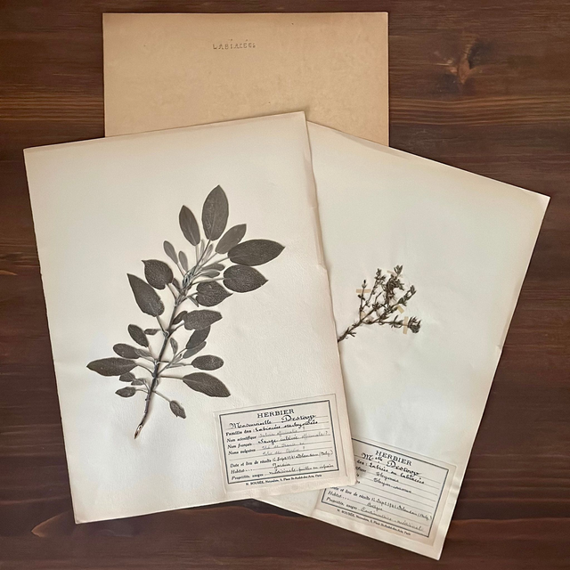 les planches d&#039;herbier &quot;Labiacées&quot;