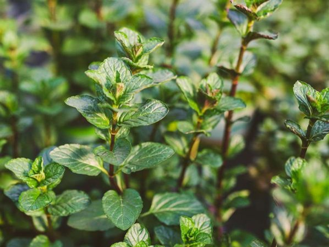 Fraîcheur bergamote - Saveur intense, énergie instantannée
