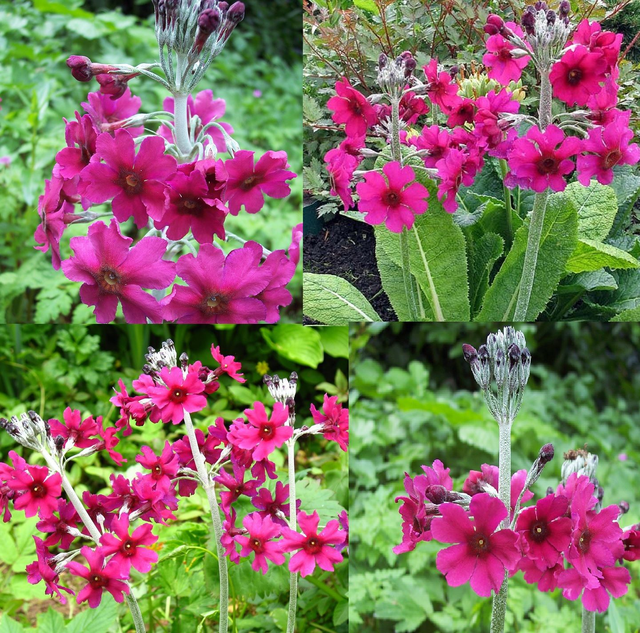 4 X plants of Primula pulverulenta