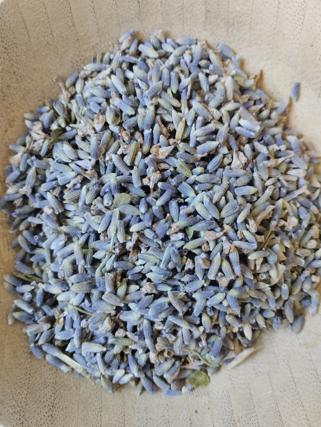 Lavande (Lavendula Angustifolia) 