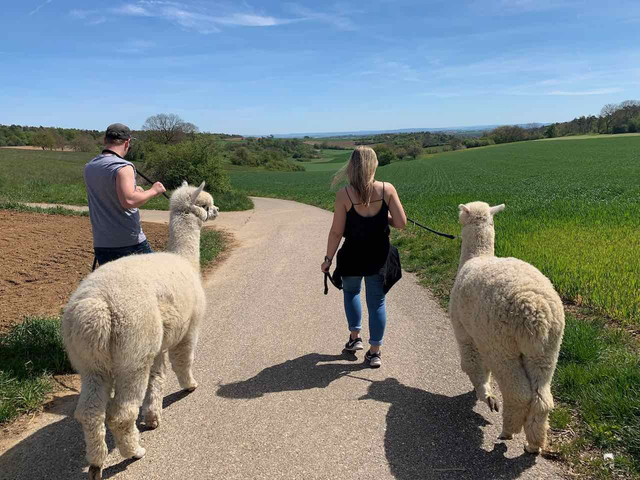Tour Lieblingsmensch & Picknick Alpakaweide, 2 Pers.