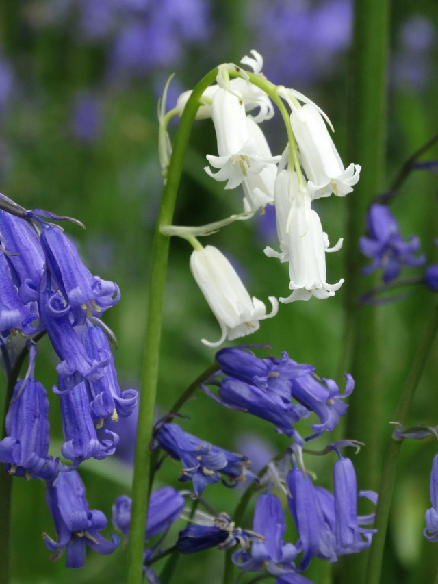 A5 Blank Greeting Cards (flower selection)