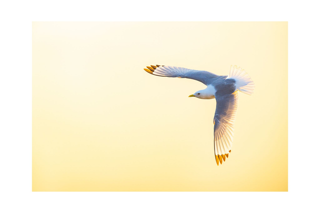 Mouette tridactyle - Avec passe-partout