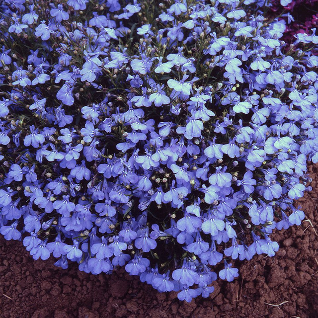 Lobelia Bush - Cambridge Light Blue: 9 Plants (Ref: M)