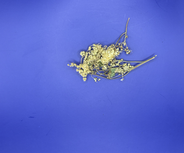 Filipendula ulmaria flowers 10 grams