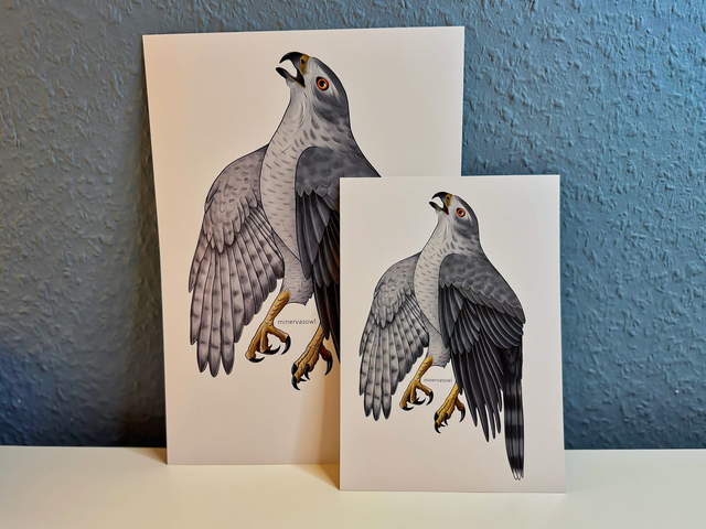 Artprint - Goshawk