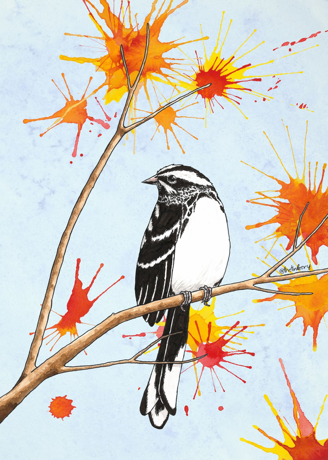 "Black and White warbler" - Artprint A4 (frame not included)