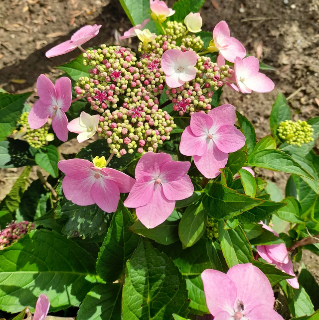 Hydrangea macrophylla - lacecap hydrangea pink - 1ltr pot