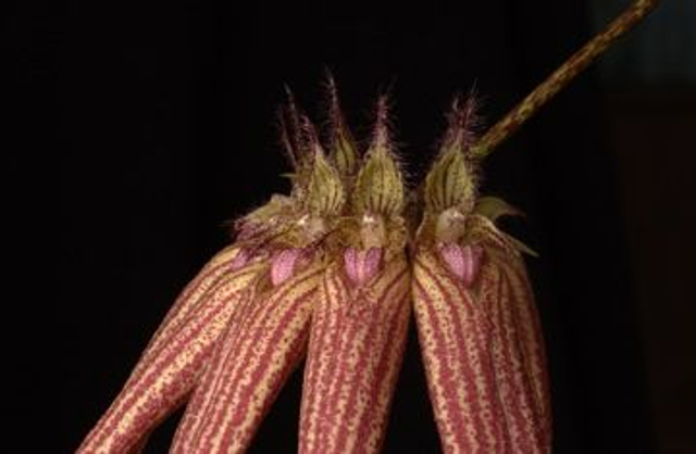 Pushing back the Night Essence