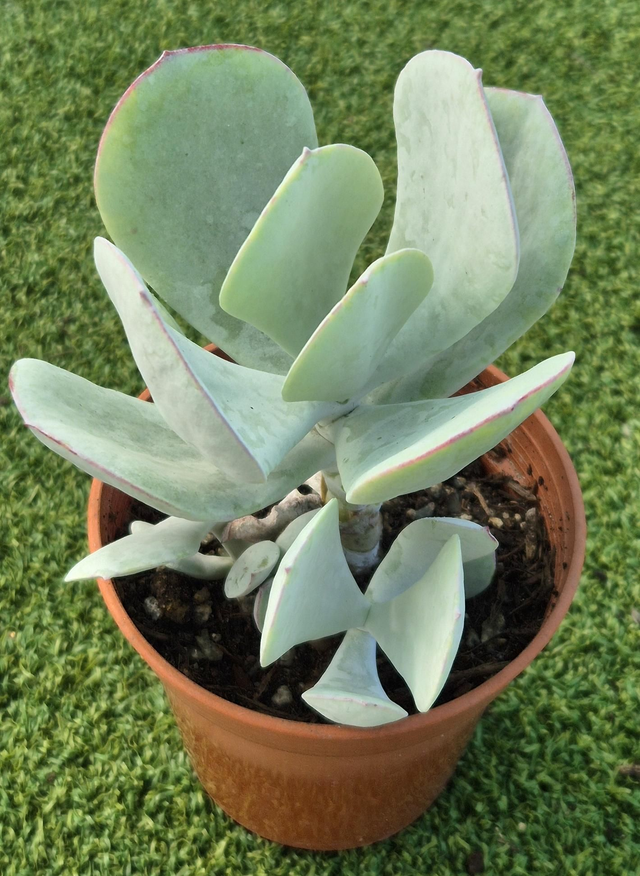 Cotyledon orbiculata 'Silver Storm'