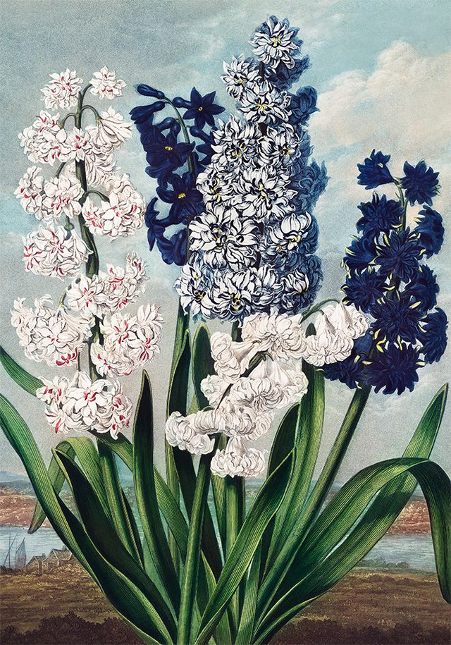 Hyacinths - painting