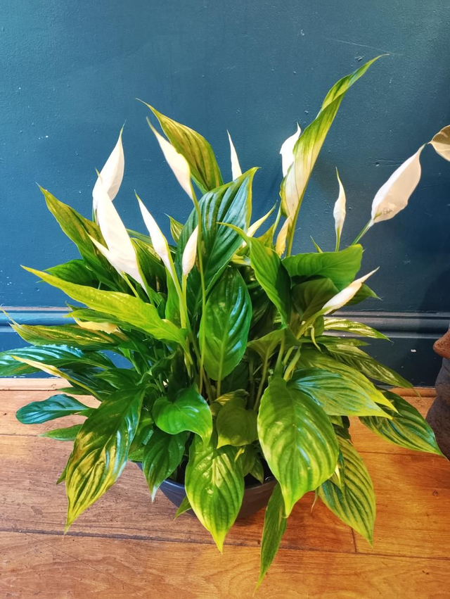 Peace Lilly in 27cm pot 55cm tall 