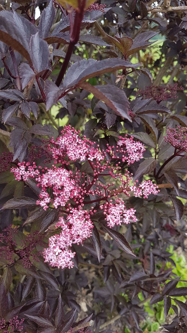sambucus nigra 'Guincho Purple' - Black Elder - 1ltr pot