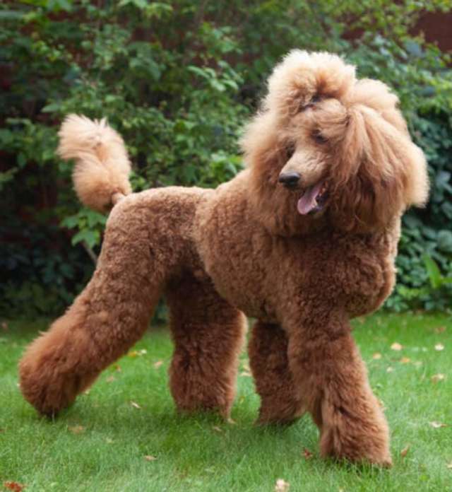 Large size A5 210 x 148 mm. £1.00 per card including envelopes. 50 cards for £49.99 POST FREE G.B. mainland.