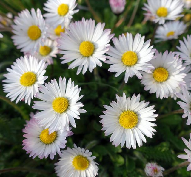 Serum Beauté Eternelle