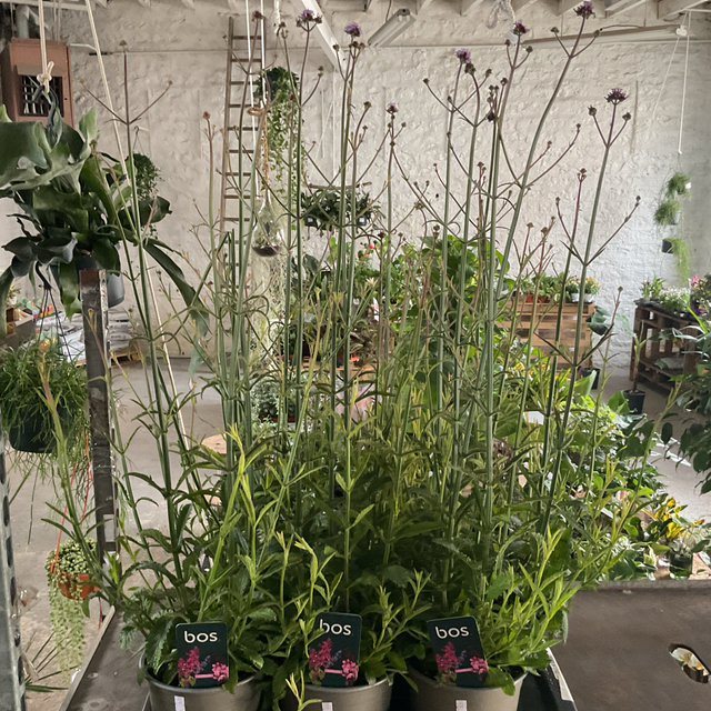 Verbe Bonariensis
