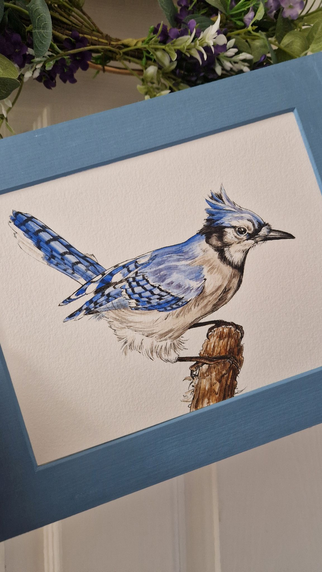 Original Illustration of a Blue Jay Bird - Pen and Watercolour on paper