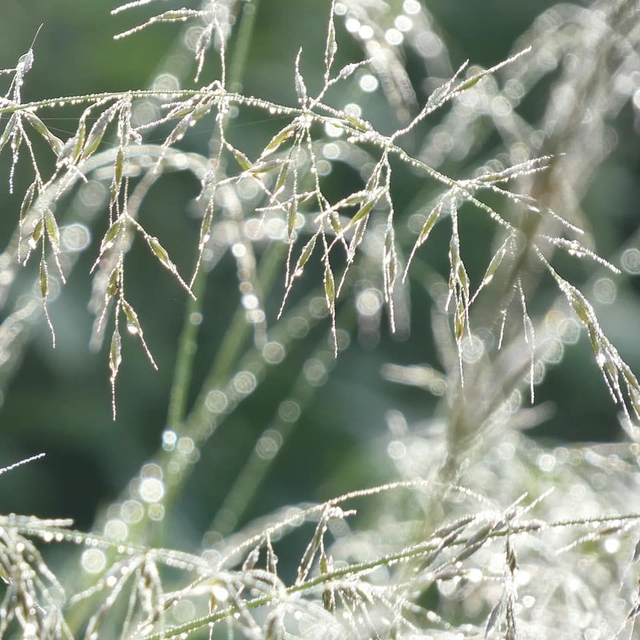&#039;Dewdrops&#039;