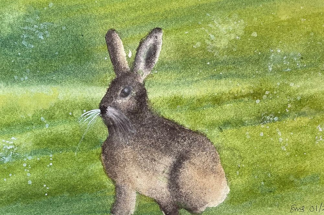 Spring Hare