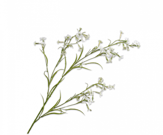 Silk-Ka Datura Tak Crème 