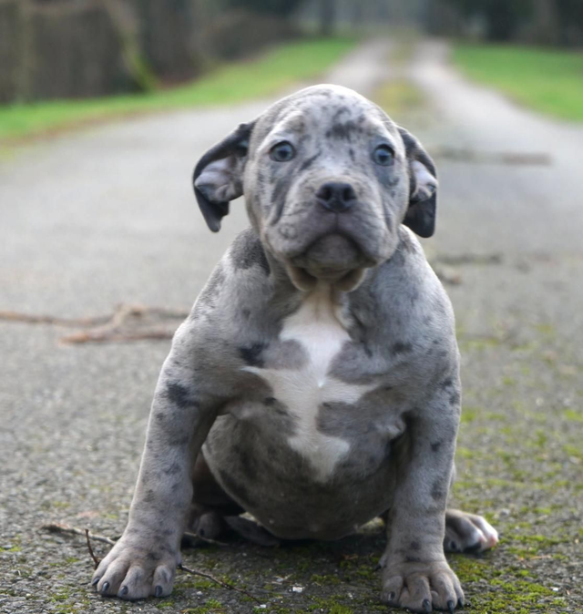 Femelle amercian bully collier violet