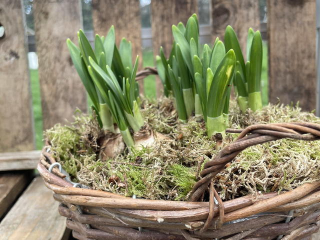 Tete a Tete Narcissus Basket Planter