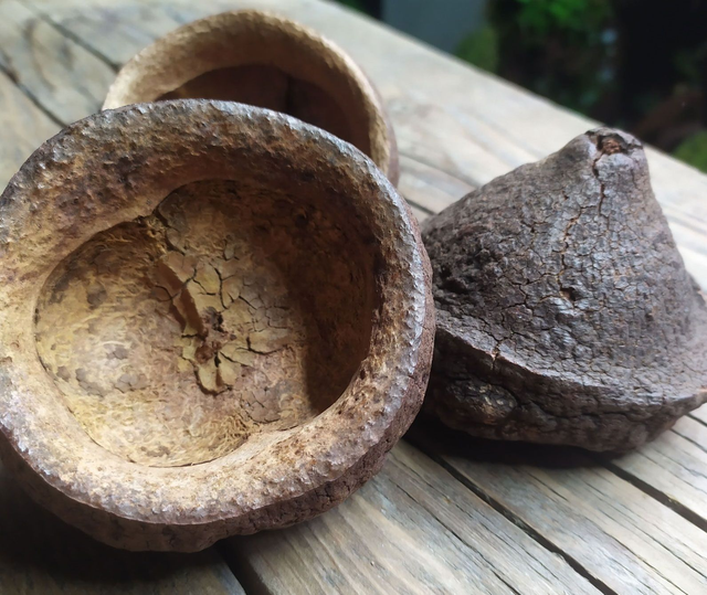 Gousse de Chapeuzinho 5-8cm