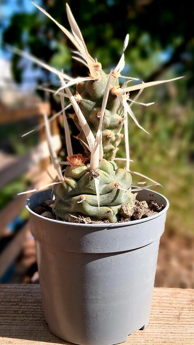 D81 . Tephrocactus articulatus var. papyracanthus
