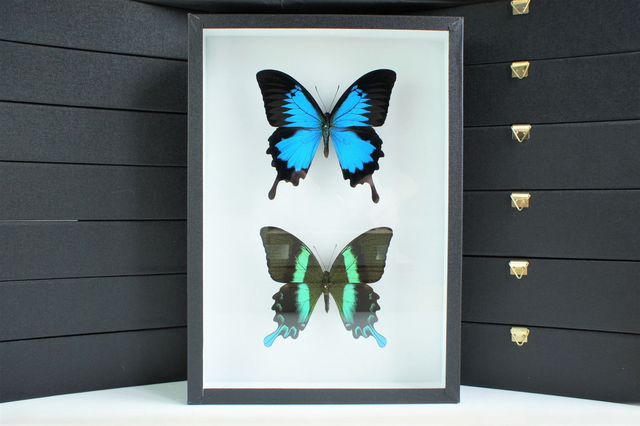 Papilio ulysses / Papilio blumei