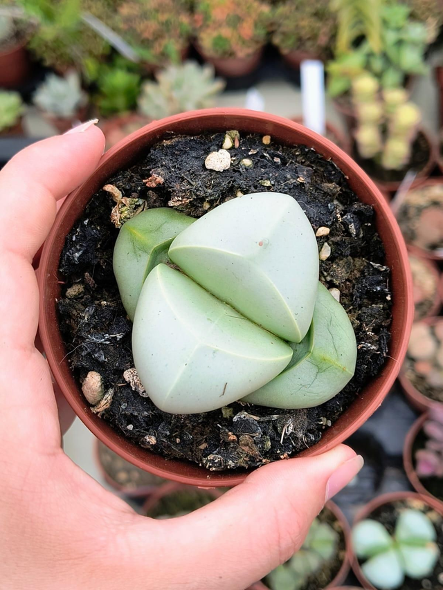Argyroderma delaetii