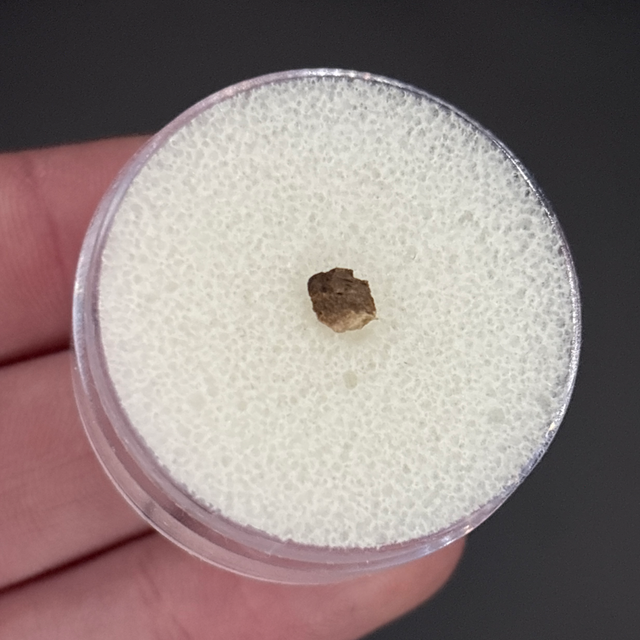 Smilodon Bone Fragment