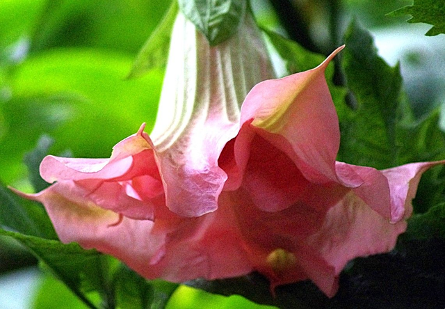 SB Tutu Gallete Rose