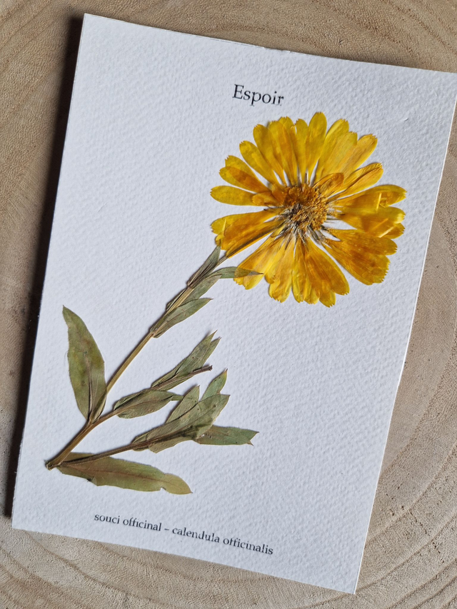 Herbier "Espoir" fleur séchée et pressée