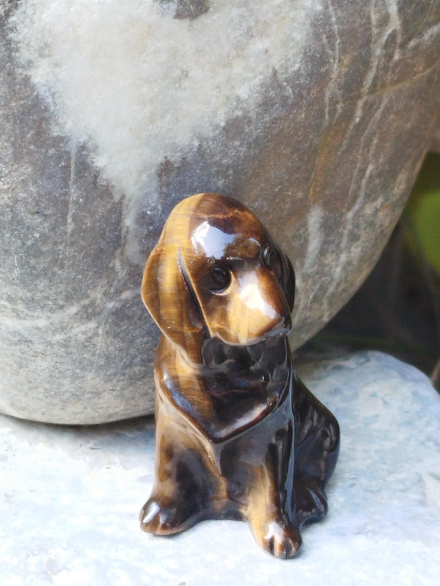 Oeil de Tigre chien