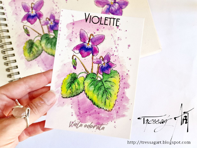 CARTE &quot;PLANTES A PARFUM&quot; de Grasse - Viola odorata - Violette - TR007011
