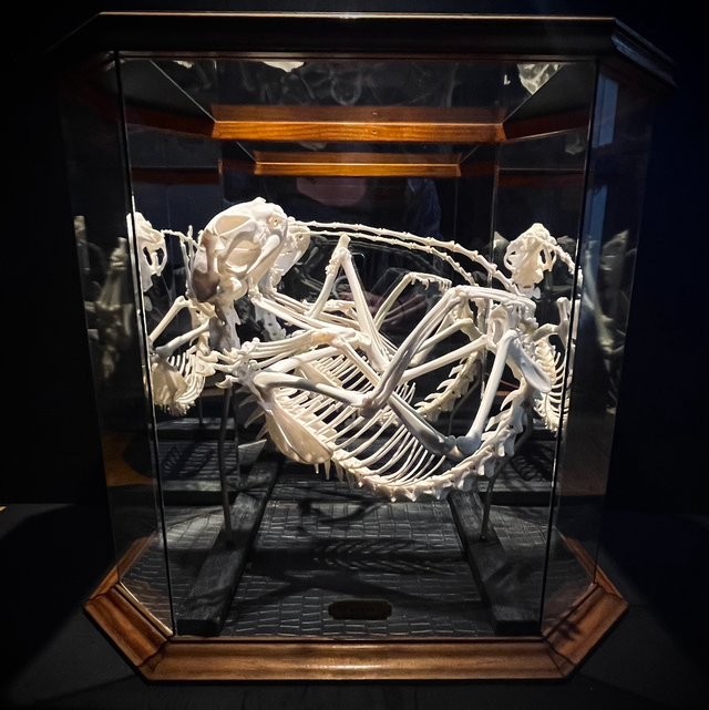 Montage Felis catus (Pas de livraison pour cet article)