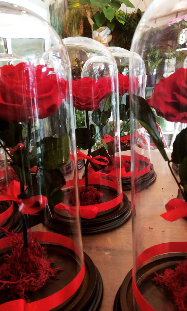 Rosa stabilizzata in campana