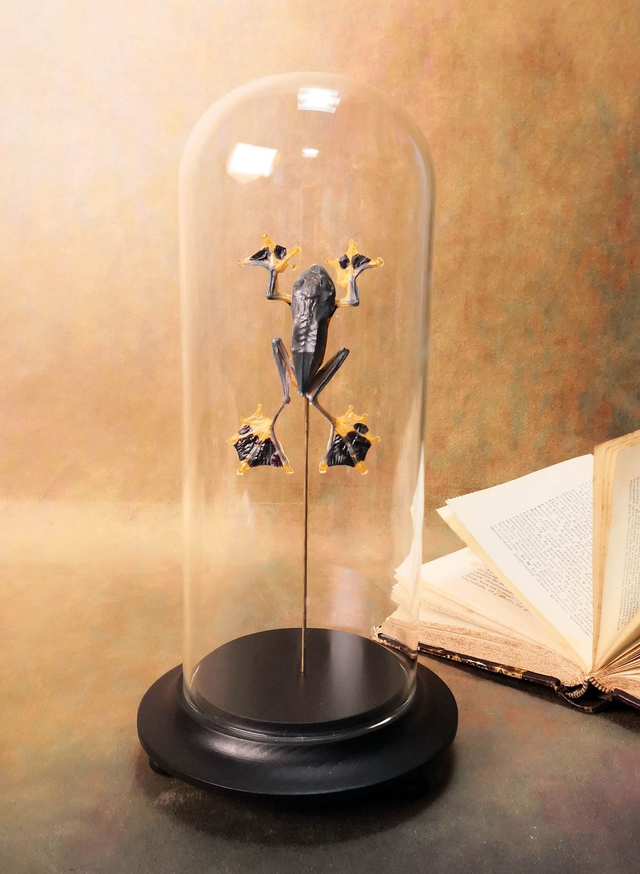 Grenouille volante - Rhacophorus Reinwardtii