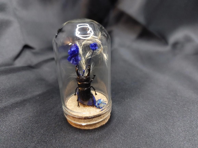 Mini-cloche scarabée bleu